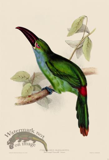Blood-rumped Aracari